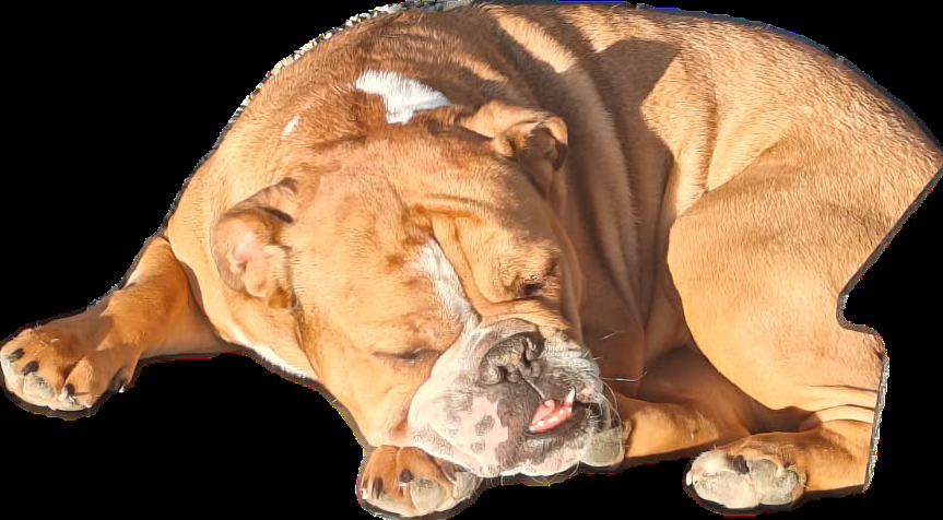 Mabel, the Dog of the Day